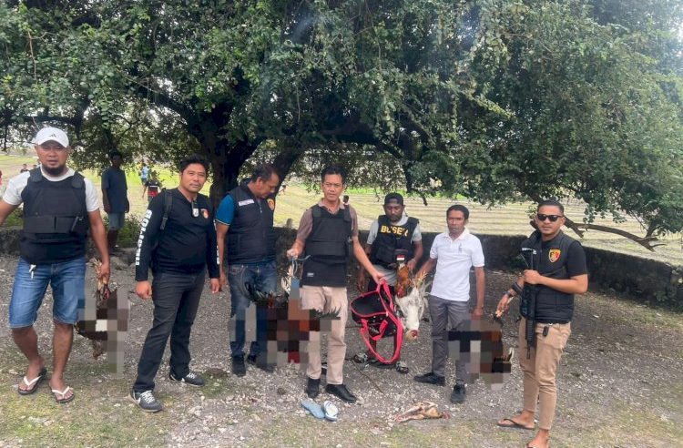 Anggota Polres Kupang Obrak-Abrik Lokasi Judi Sabung Ayam di Belakang Pasar Oesao