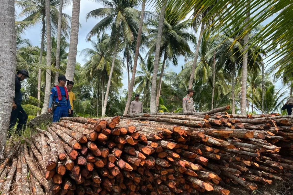 Polres Lingga Gagalkan Penyeludupan Kayu Bakau, Enam Warga Linau Jadi Tersangka