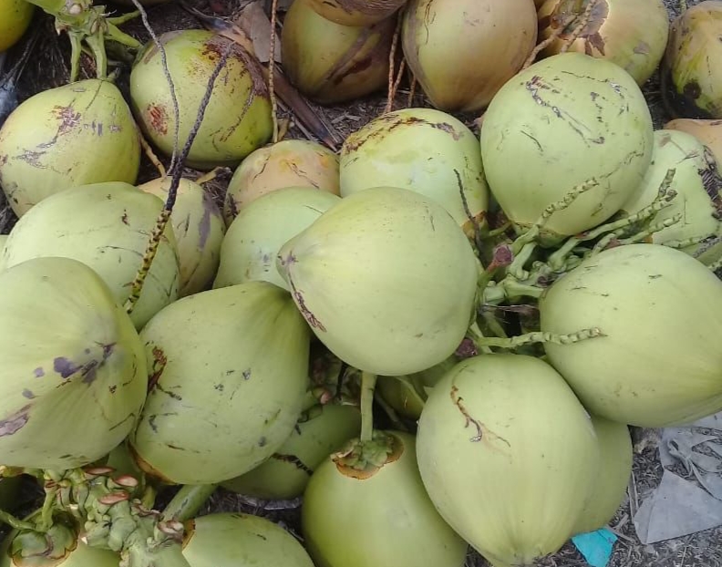 Penyaluran Kelapa Muda Utuh dari 9 SPPG di Gresik Dihentikan Sementara oleh BGN