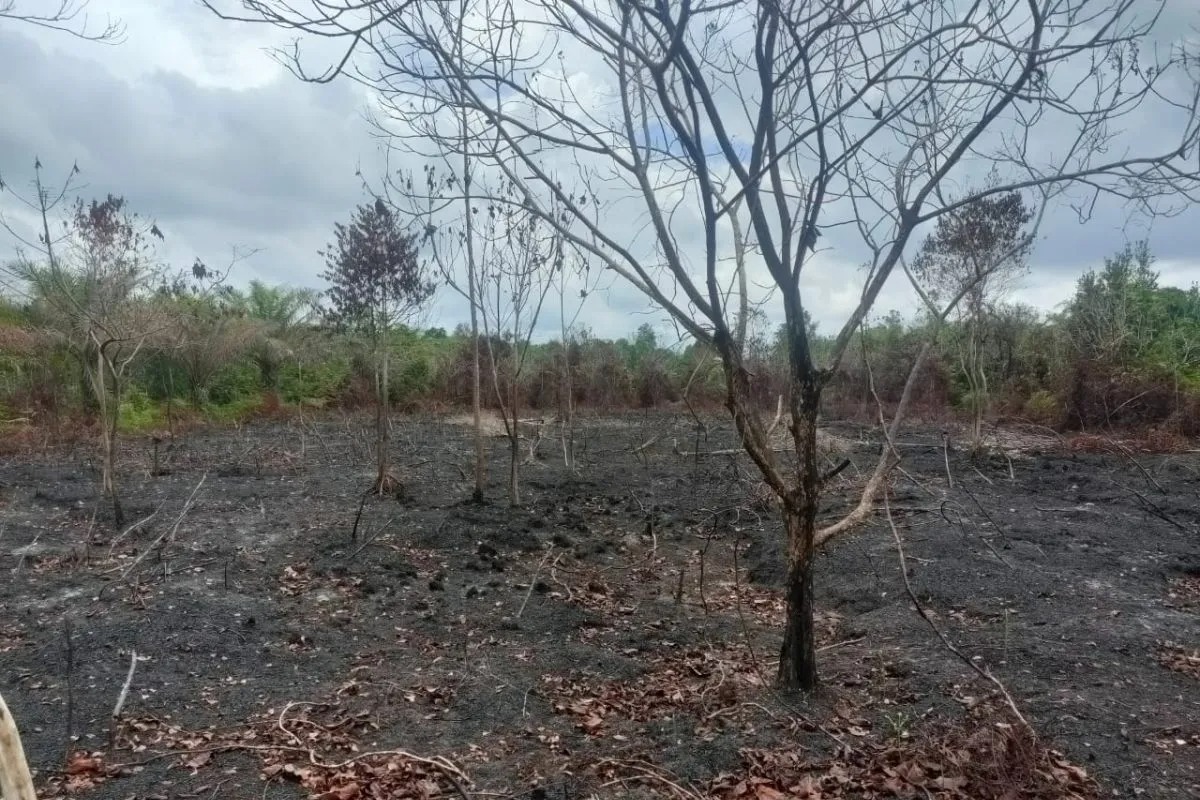 Diduga Bakar Kebun Sawit di Tanah Negara, Tersangka di Rupat Utara Dijerat Hukum