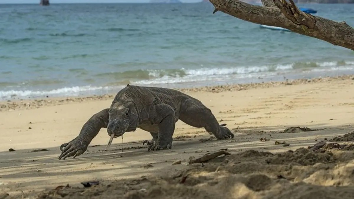 Jaringan Perdagangan Komodo di NTT Dibongkar, Dua Orang Ditangkap