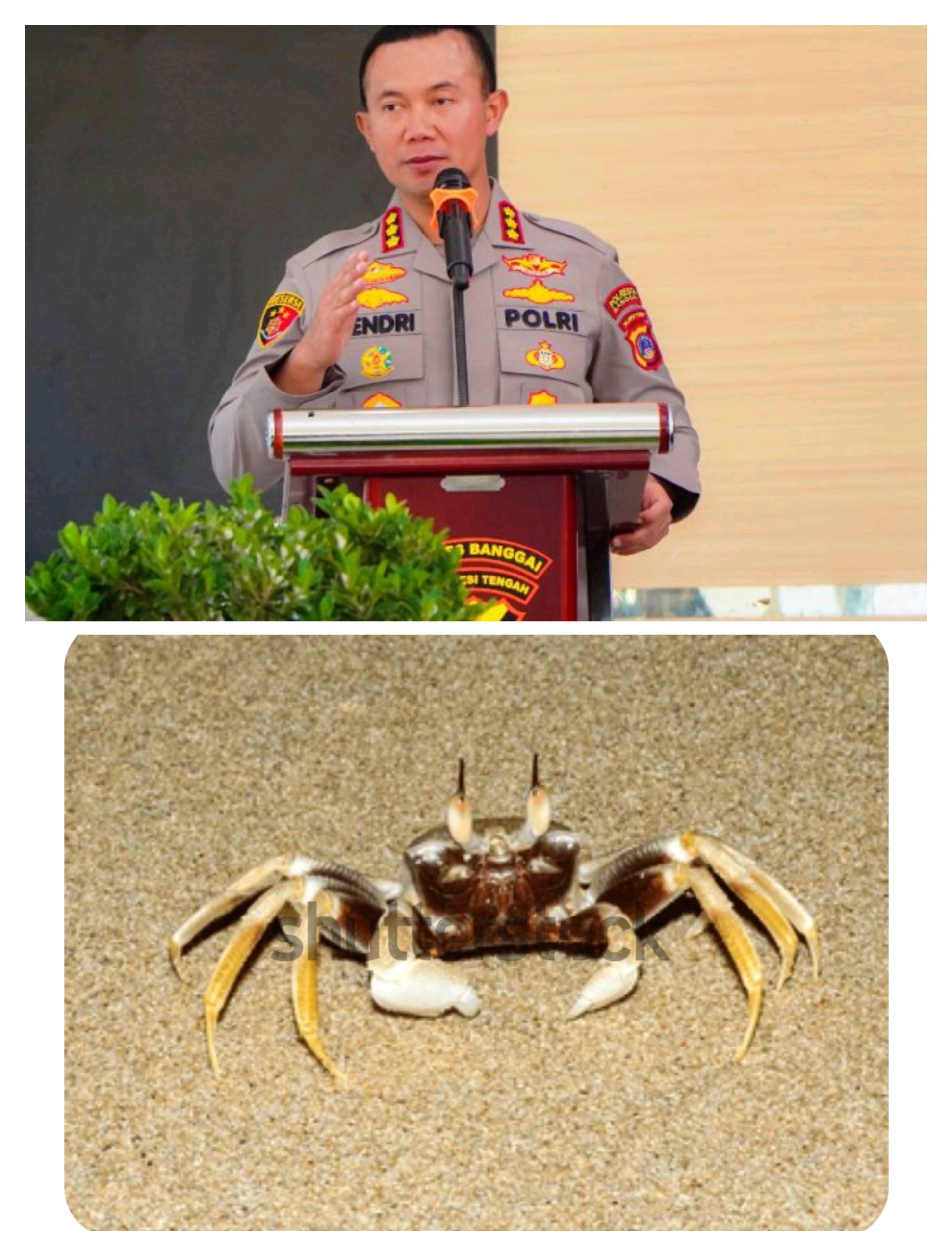 Cegah Risiko Keracunan Fatal, Polisi Edukasi Masyarakat Kenali Ciri dan Bahaya Kepiting Setan
