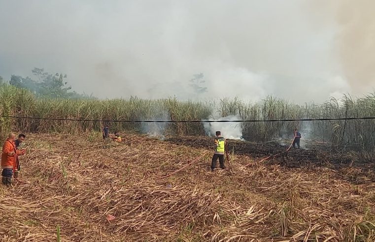 Lahan Tebu Satu Hektare Hangus Terbakar di Kajen, Kerugian Capai Rp10 Juta