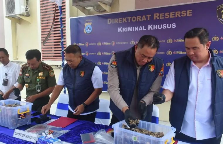 Jaringan Penyelundupan Sisik Trenggiling Internasional Dibongkar Polda Kalsel, 64 Kilogram Barang Bukti Disita