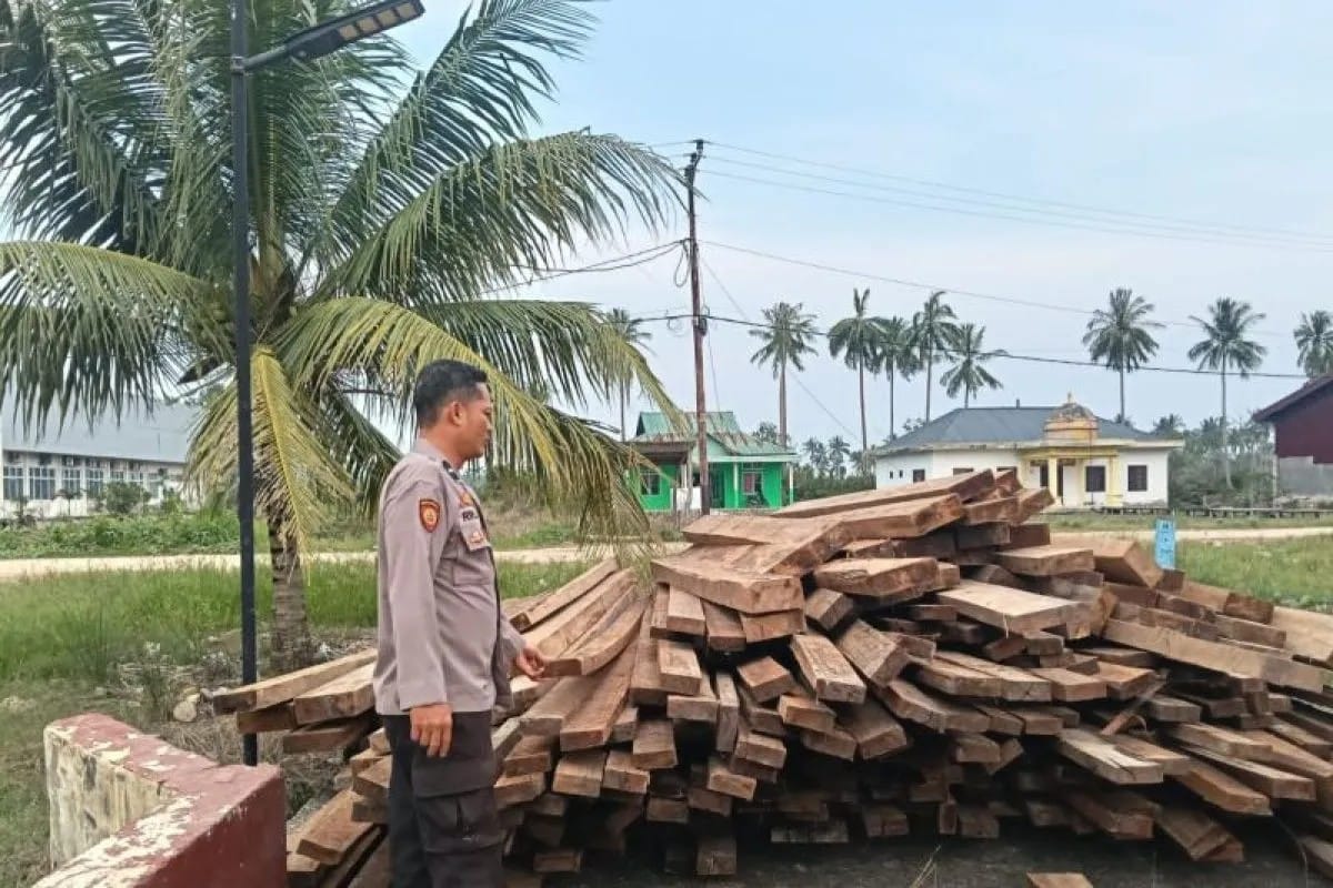 Dugaan Kayu Ilegal 10 Ton Terbongkar di Sinaboi, Satu Orang Ditetapkan Tersangka