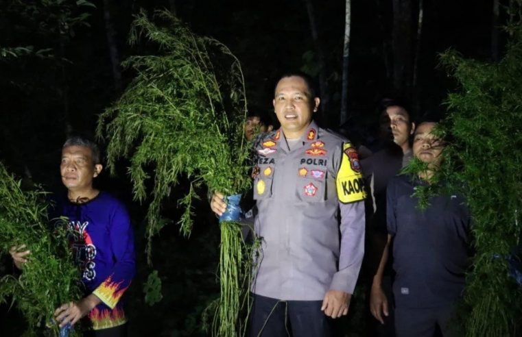 Sebanyak 5 Hektar Lahan Ganja Berhasil Ditemukan di Mandailing Natal Sumut