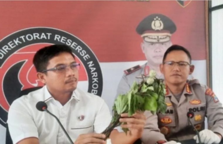Ditresnarkoba Polda Kalsel: Kita Tunggu Hasil Labfor Dari Kandungan Buah Kecubung