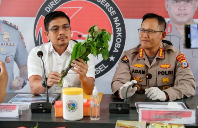 Viral Mabuk Konsumsi Kecubung, Berikut Keterangan Polda Kalsel