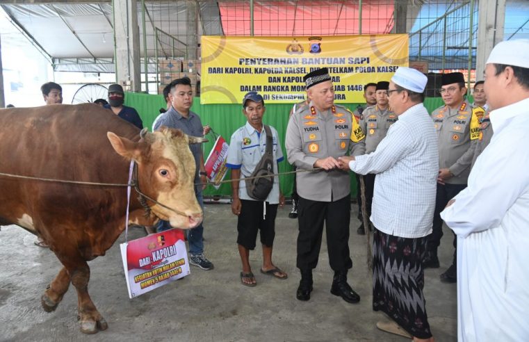 Peringatan 5 Rajab 1446 H, Kapolri Bersama Kapolda Kalsel Sumbang 4 Ekor Sapi di Sekumpul Martapura