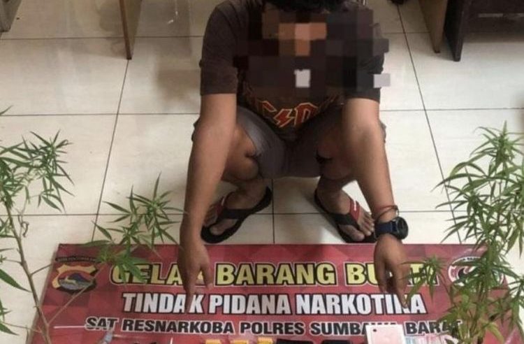 Polisi Tangkap YA (33) Penanam Ganja di Sumbawa Barat, Sabu-sabu Juga Diamankan