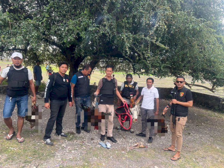 Anggota Polres Kupang Obrak-Abrik Lokasi Judi Sabung Ayam di Belakang Pasar Oesao
