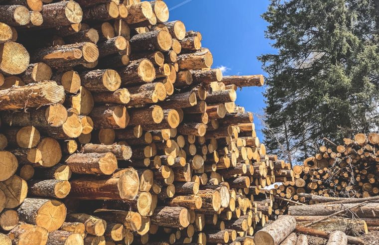 Kasus Illegal Logging di Tiga Daerah: 18 Saksi Sudah Diperiksa, PT TBS Akan Digerai Perkara Minggu Depan