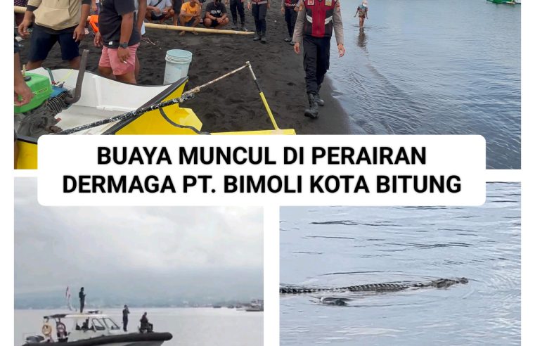 Kemunculan Buaya di Perairan Bitung, Polres Imbau Masyarakat Tingkatkan Kewaspadaan