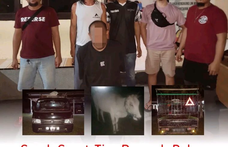 Curi Tiga Ekor Sapi, Pria Inisial REN 43 Tahun di Tojo Una-Una Ditangkap Polisi
