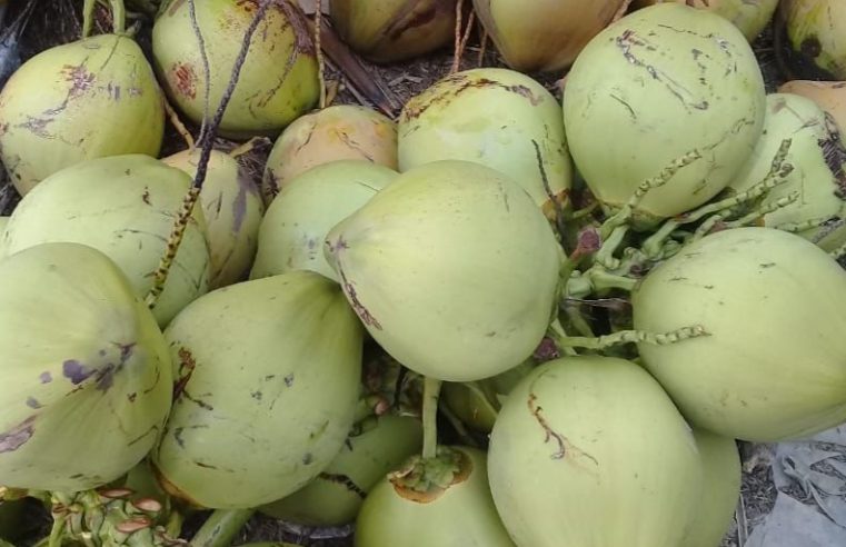 Penyaluran Kelapa Muda Utuh dari 9 SPPG di Gresik Dihentikan Sementara oleh BGN