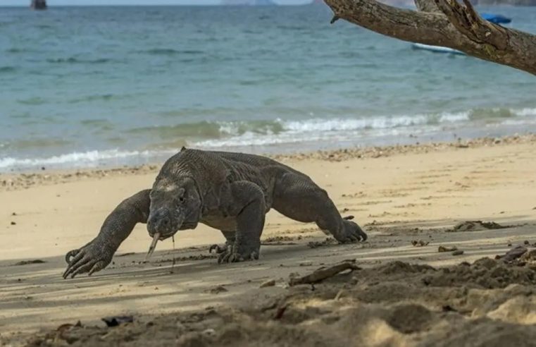 Jaringan Perdagangan Komodo di NTT Dibongkar, Dua Orang Ditangkap