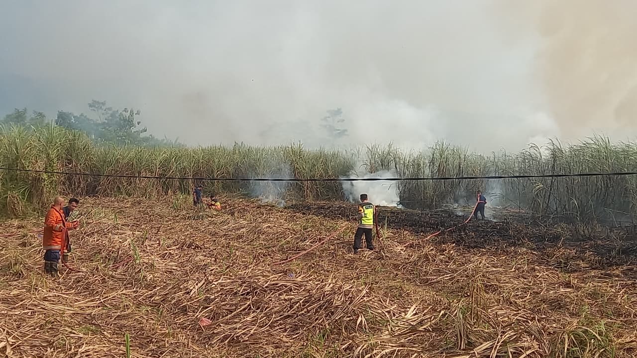 Lahan Tebu Satu Hektare Hangus Terbakar di Kajen, Kerugian Capai Rp10 Juta